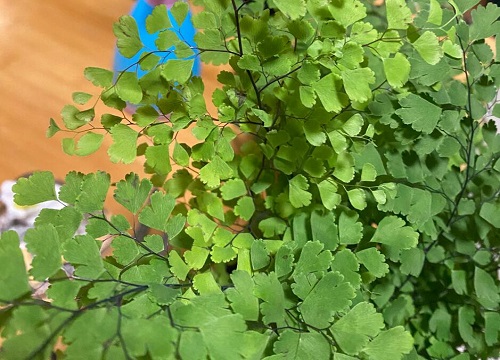 波士顿蕨的风水作用及寓意