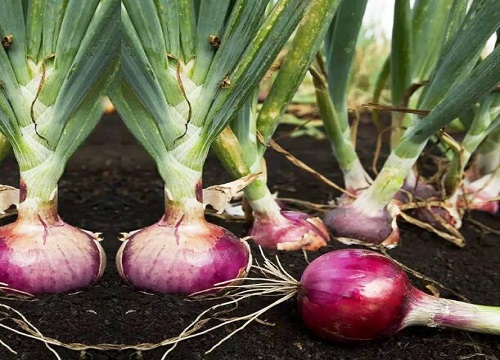 圆葱的种植方法和生长时间