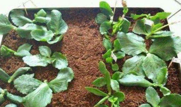 长寿花扦插后需要浇水吗