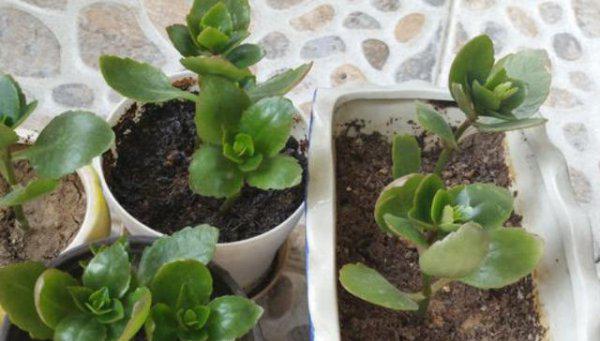 长寿花扦插后需要浇水吗