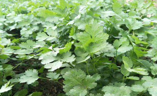 香菜追肥应该施什么肥料最好