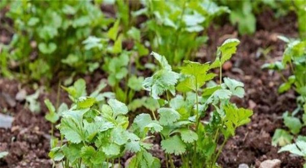 香菜追肥应该施什么肥料最好