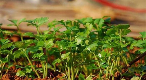 香菜追肥应该施什么肥料最好