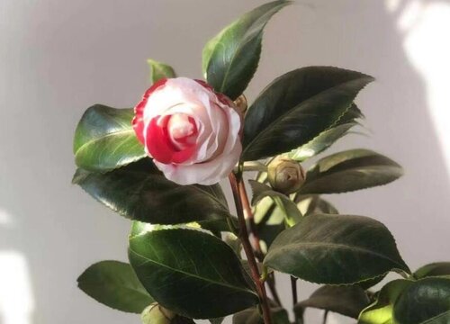 茶花的花苞一直打不开是什么原因