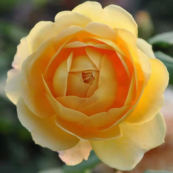 黄金庆典月季优缺点