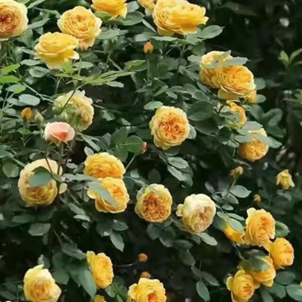 黄金庆典月季优缺点