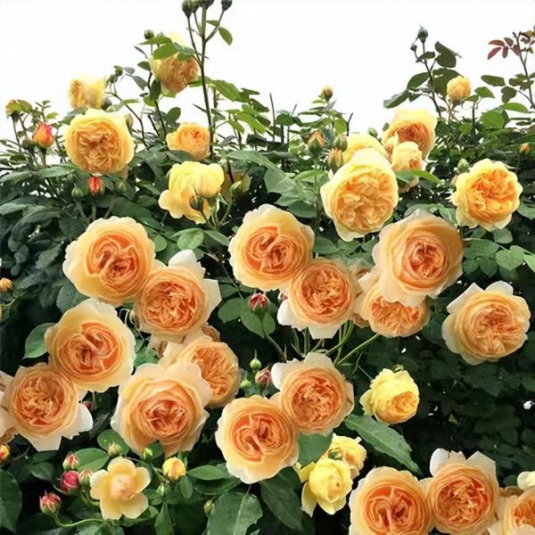 黄金庆典月季优缺点