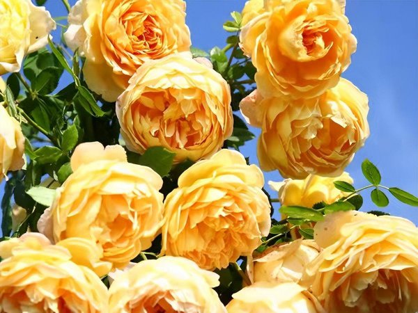 黄金庆典月季优缺点