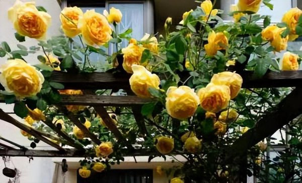 黄金庆典月季优缺点