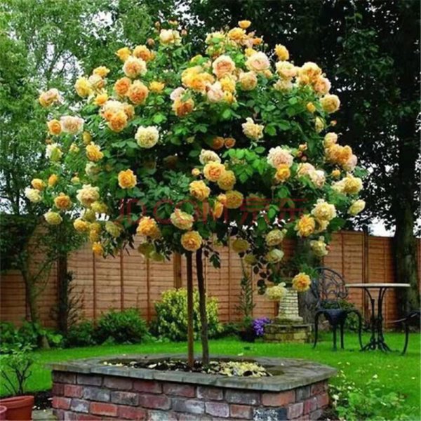 黄金庆典月季优缺点