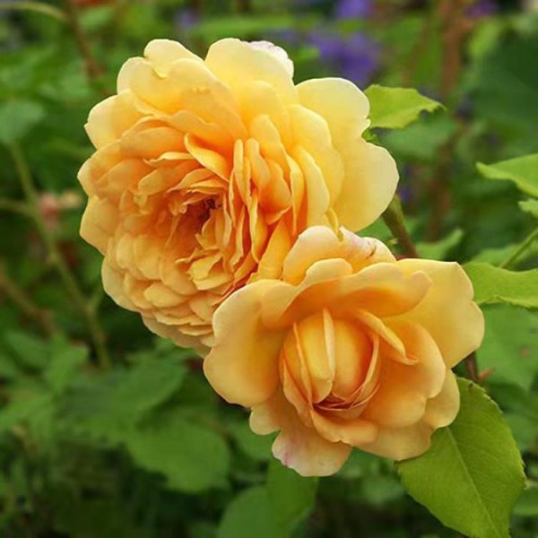 黄金庆典月季优缺点