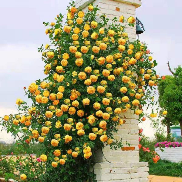 黄金庆典月季优缺点