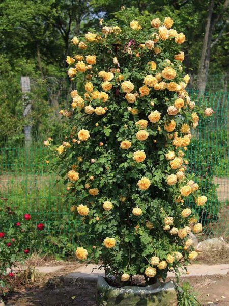 黄金庆典月季优缺点