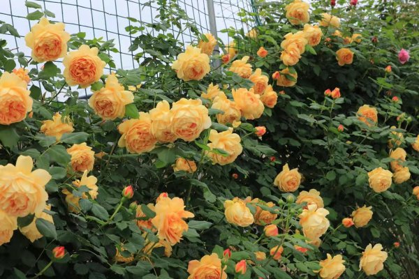 黄金庆典月季优缺点