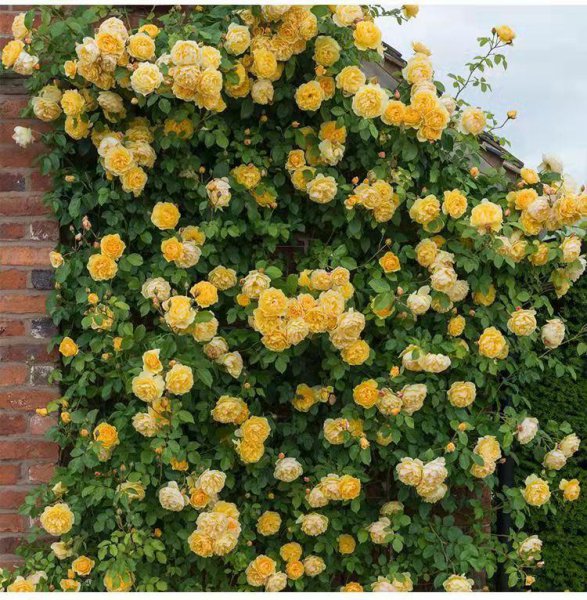 黄金庆典月季优缺点