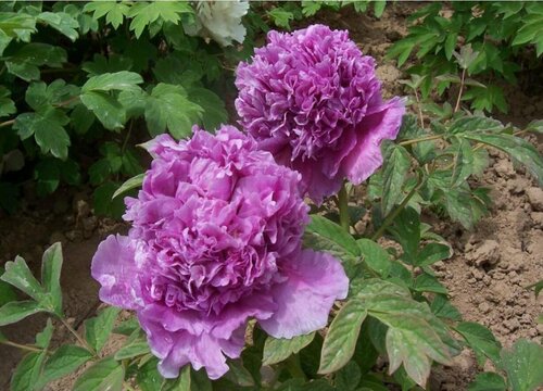 十大名贵牡丹花品种及名称图片