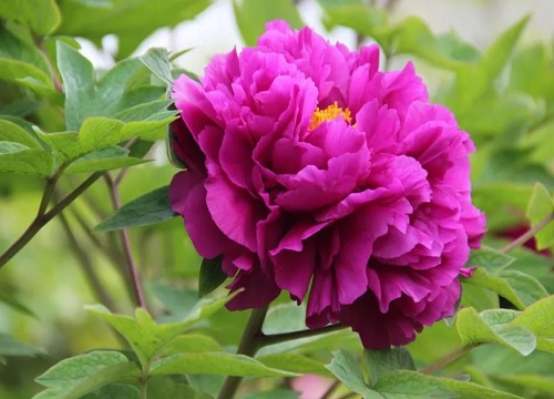 十大名贵牡丹花品种及名称图片