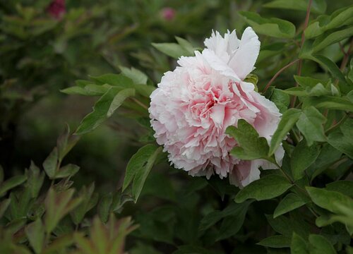 十大名贵牡丹花品种及名称图片