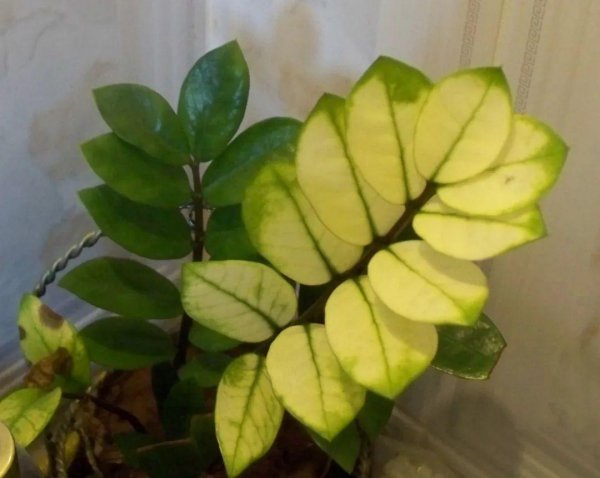 金钱树叶子发黄什么原因