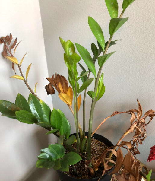 金钱树叶子发黄什么原因