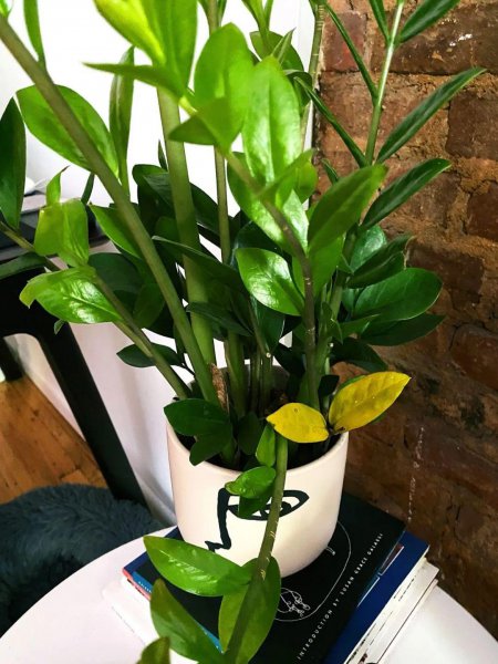 金钱树叶子发黄什么原因