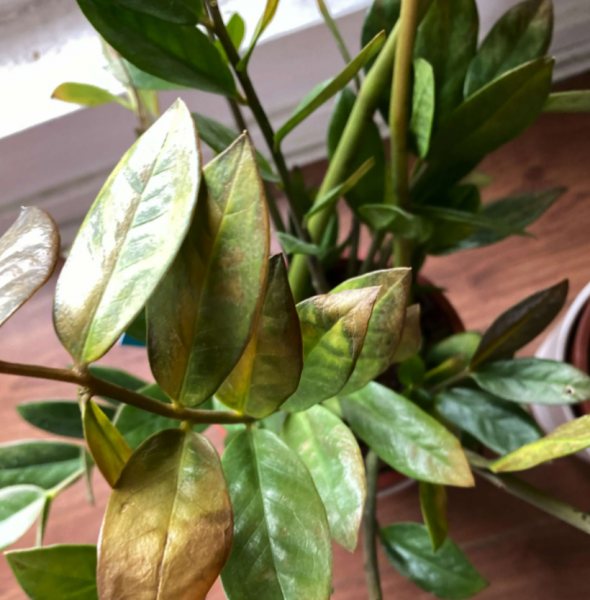 金钱树叶子发黄什么原因