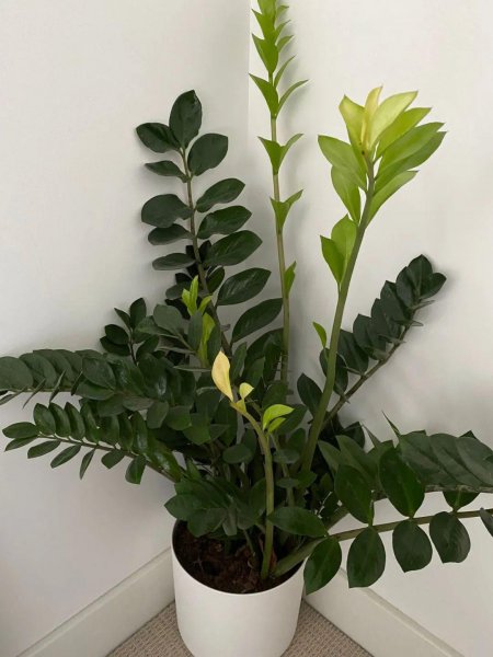 金钱树叶子发黄什么原因