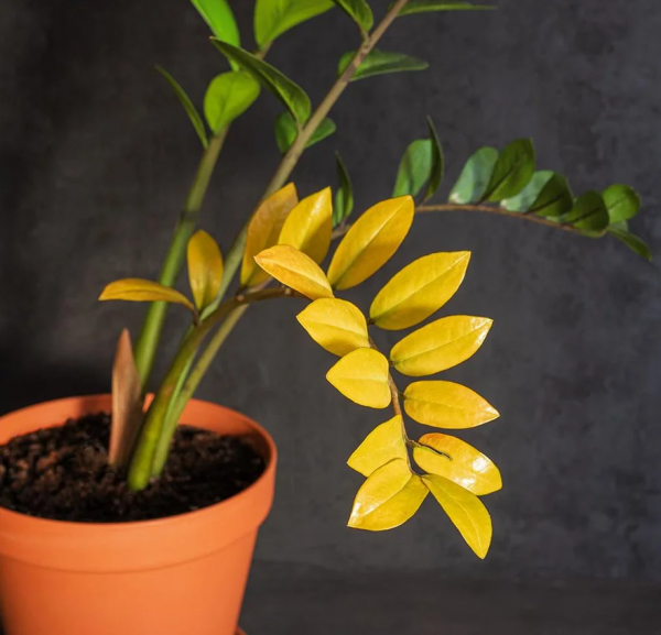 金钱树叶子发黄什么原因