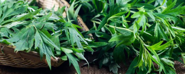 艾叶泡脚的功效和禁忌