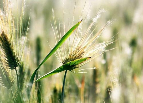 燕麦什么时候收割