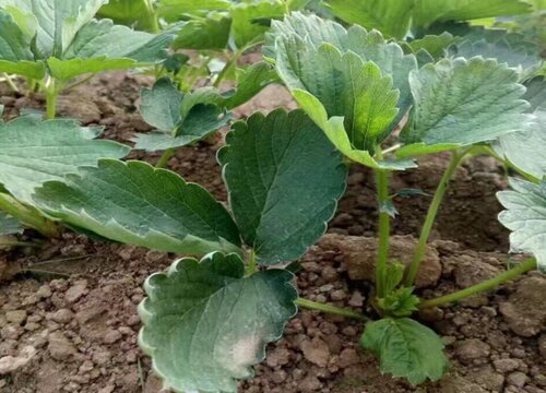 草莓苗可以晒太阳吗