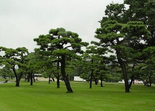 大阪松哪个品种最名贵