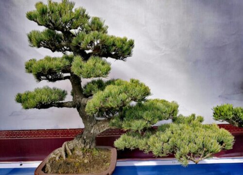 大阪松哪个品种最名贵