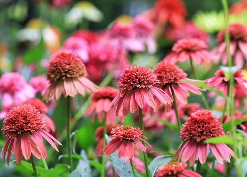 松果菊花期是什么时候