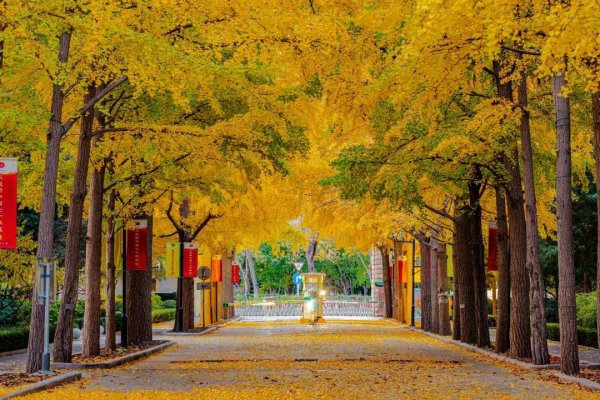 北京林业大学是211吗