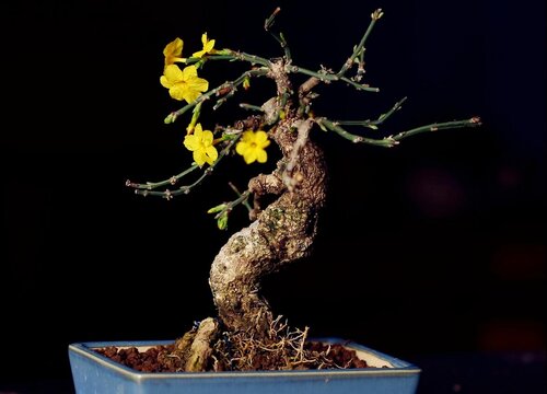 小叶迎春花盆景的养护方法