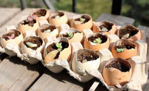 蛋壳怎么做花卉肥料