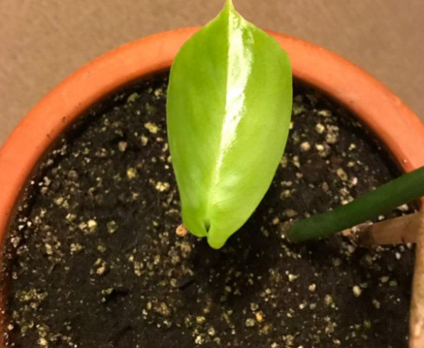 蛋壳怎么做花卉肥料