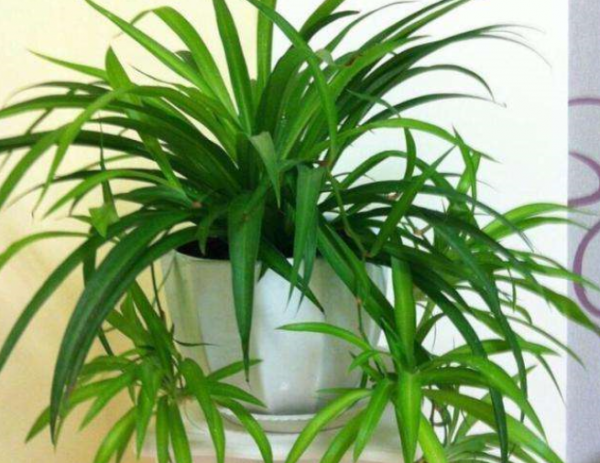 蛋壳怎么做花卉肥料