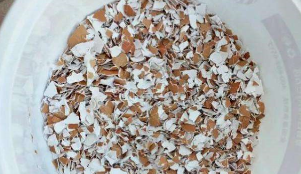 蛋壳怎么做花卉肥料