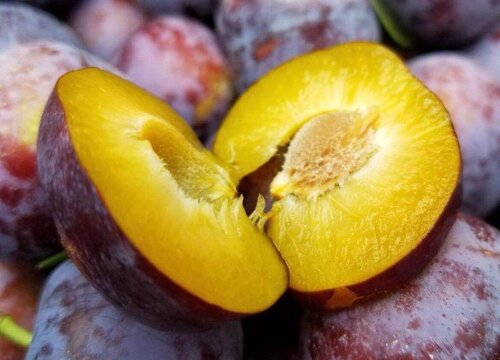 李子是热带水果吗