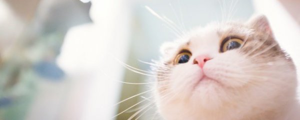 猫吐了怎么回事