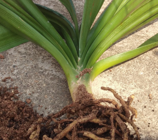 移栽花的方法步骤