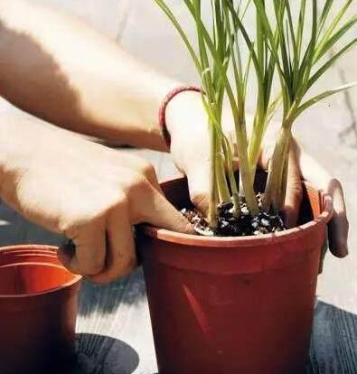 移栽花的方法步骤