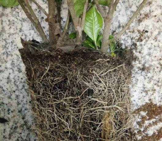 移栽花的方法步骤