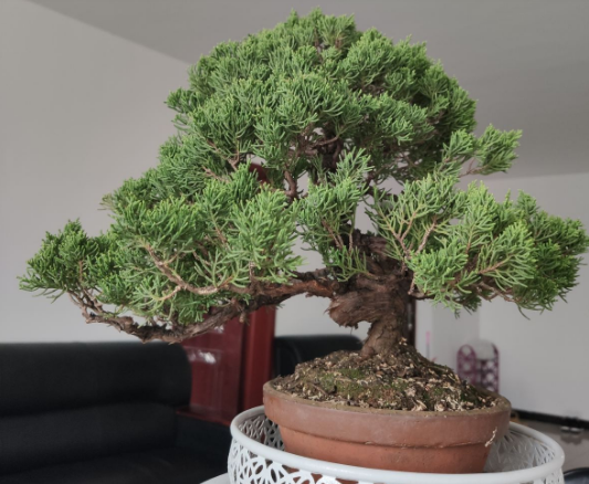 移栽花的方法步骤