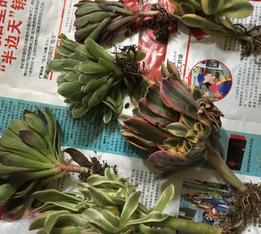 移栽花的方法步骤