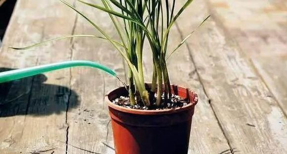 移栽花的方法步骤