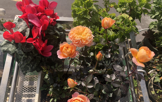 移栽花的方法步骤