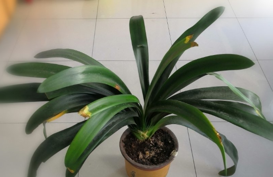 移栽花的方法步骤